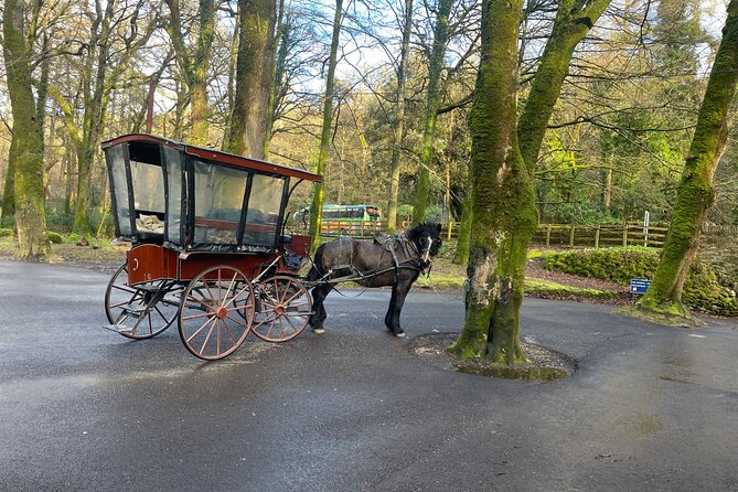 1 Hour Guided Carriage Tour in Killarney National Park - Starting at Beech Road