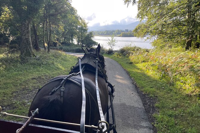 1 Hour Guided Carriage Tour in Killarney National Park - The return route and an important expectation