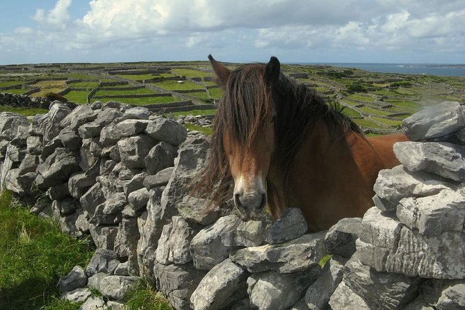 3-Day Southern Ireland Tour Including Galway and Kerry from Dublin - The driver-guide can make or break the experience