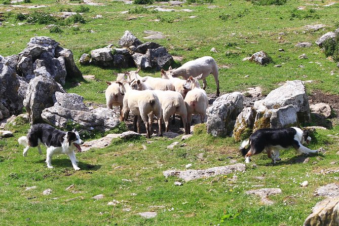 6-Day Magical Southern Explorer Small Group Tour - Day four: Dingle and the Slea Head Drive