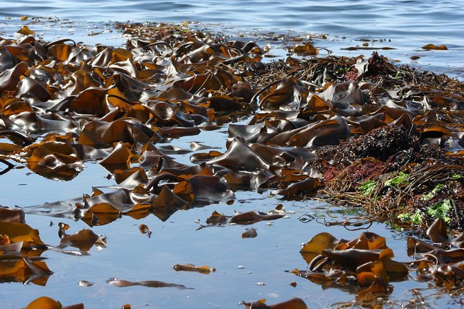 Abalone farm tour and tasting with coastal seaweed walk. Guided. 2 hours - What you’ll taste after the walk
