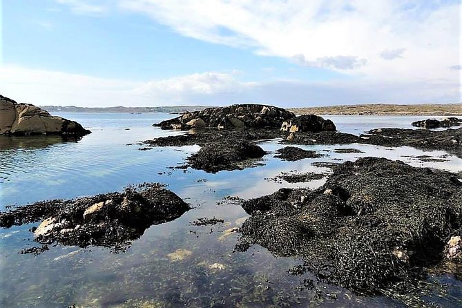 Abalone farm tour and tasting with coastal seaweed walk. Guided. 2 hours - Timing, transport, and the shape of your day