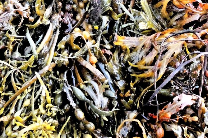 Abalone farm tour and tasting with coastal seaweed walk. Guided. 2 hours - A few practical tips before booking