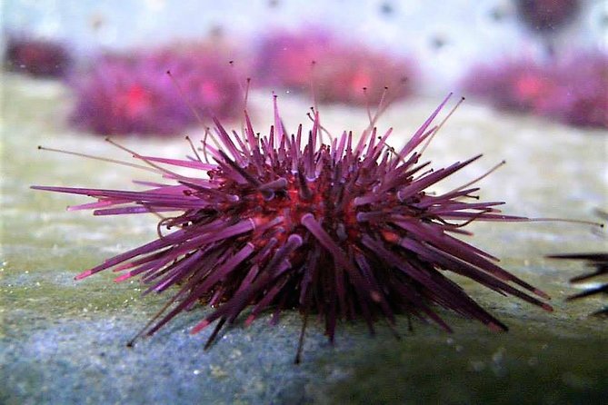 Abalone farm tour and tasting with coastal seaweed walk. Guided. 2 hours - Walking the Atlantic shore at Ballintleva