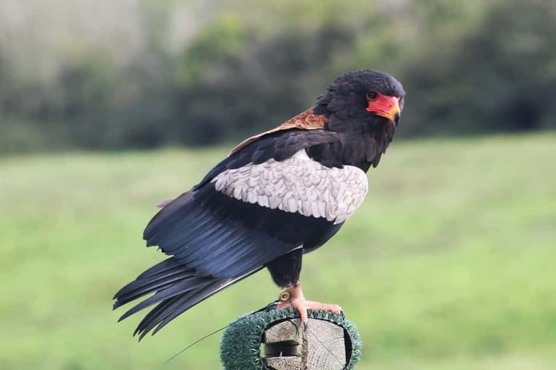 Ballyvaughan: Aillwee Burren Experience Entry Ticket - Practical planning for your visit