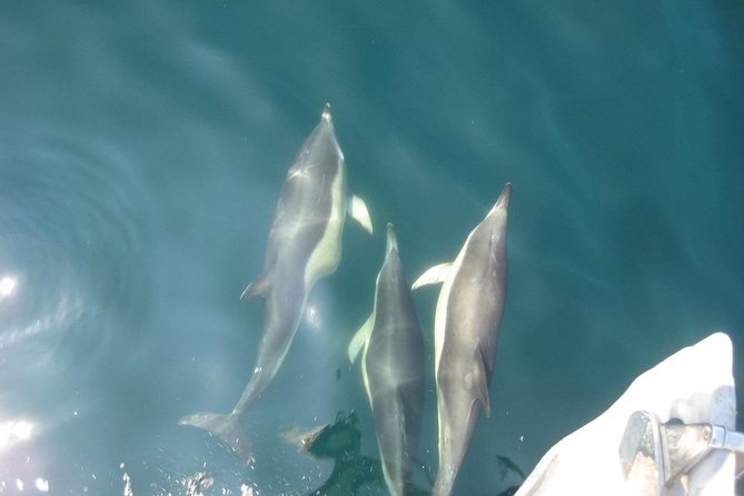 Blasket Island Eco Tour. - Beginis Island and more chances for wildlife