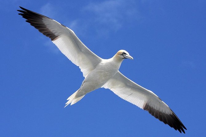 Blasket Island Eco Tour. - A guide-led look at island history and folklore