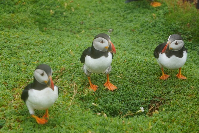 Blasket Island Sea Life Rib Tour, - What the 2.5-hour ride feels like