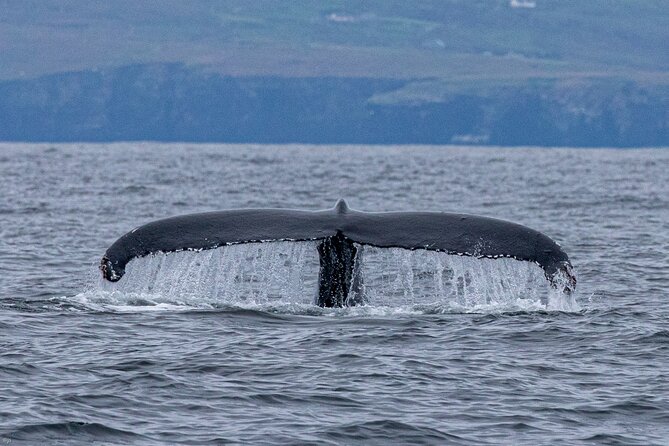 Blasket Island Sea Life Rib Tour, - Is the $116.14 price fair?