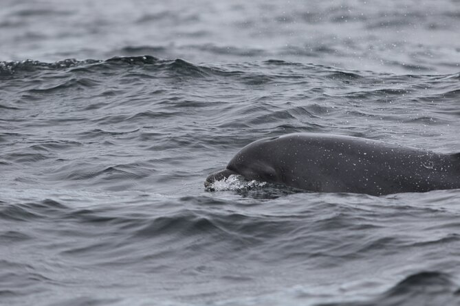 Blasket Island Sea Life Rib Tour, - Practical planning for your day in Dingle