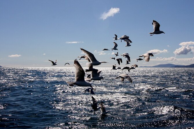 Boat Tour of Dingle Peninsula - Planning your hour at Dingle Marina