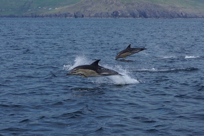 Boat Tour of Dingle Peninsula - Dolphins and the limits of wildlife watching