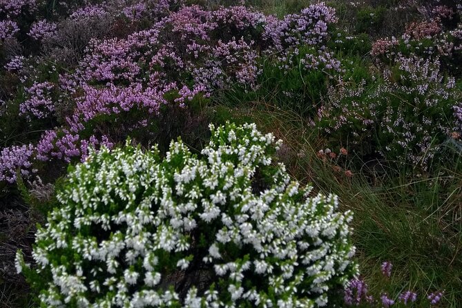 Bog Safari Hike - Following the bog through time