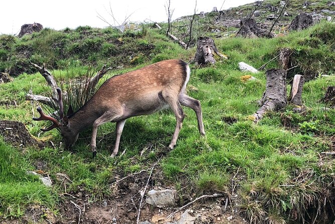 Chauffeur Driven Tour of Beautiful County Wicklow - Powerscourt Waterfall adds a wild change