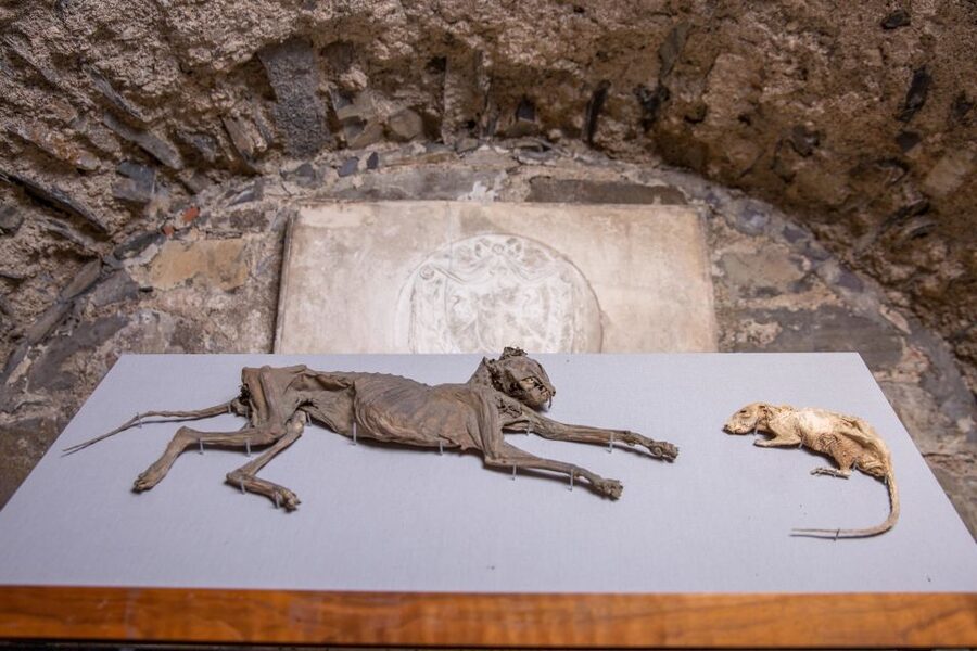Christ Church Cathedral Entrance Ticket & Self-Guided Tour - A practical visit plan