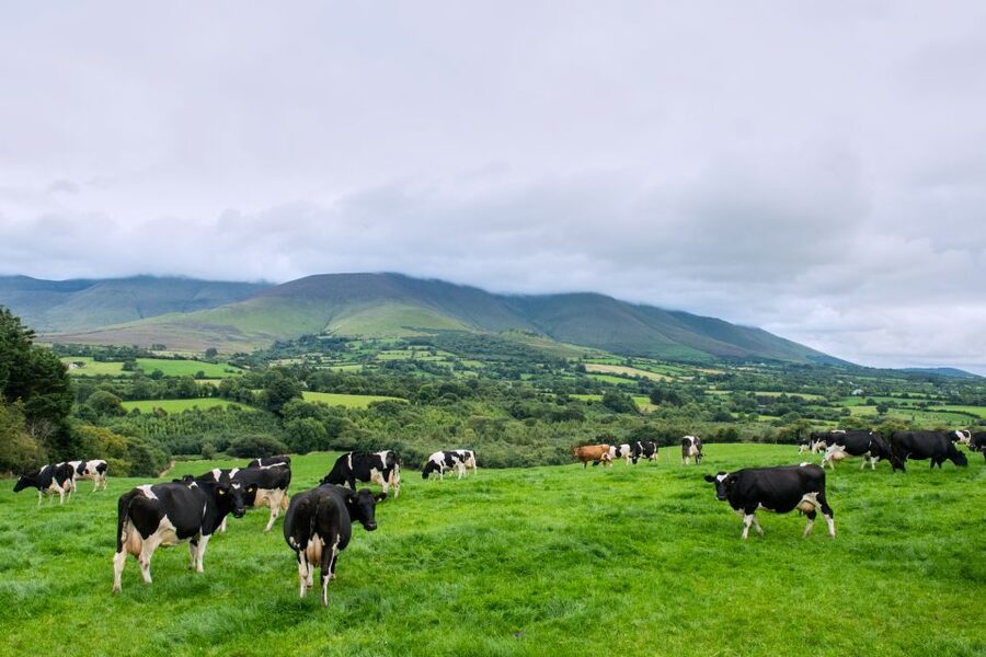 Cliffs of Moher and Blarney 2-Day Tour from Dublin - Rock of Cashel and the story of Munster