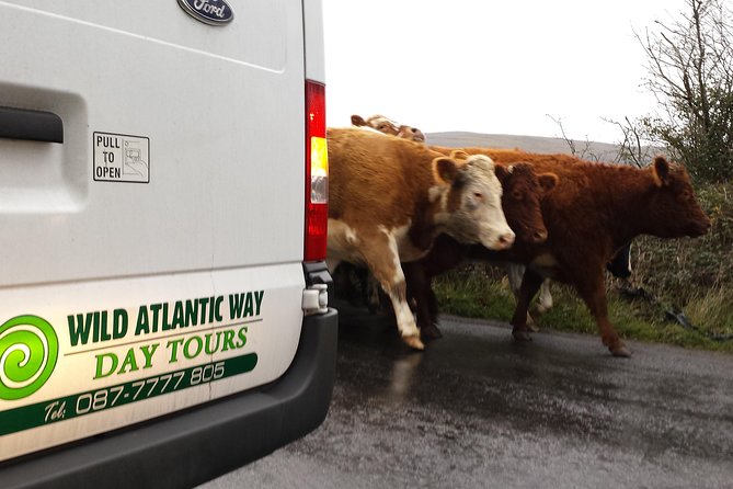 Cliffs of Moher & Burren Day Tour with a 2 hour stop at Cliffs - Ballyvaughan and the Wild Atlantic Way