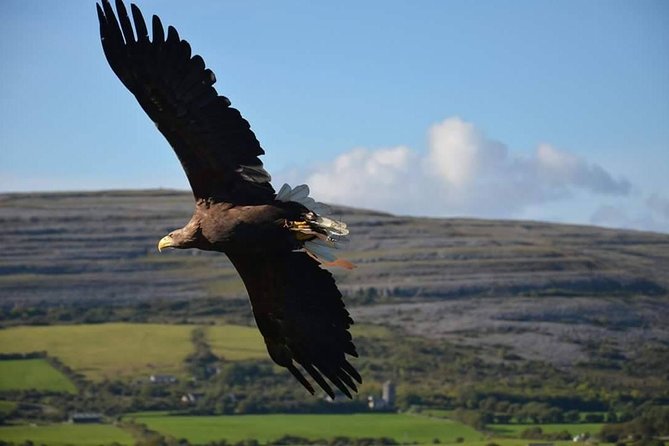 Cliffs of Moher & Burren Day Tour with a 2 hour stop at Cliffs - Two hours at the Cliffs of Moher