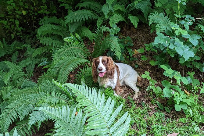 Coastal Foraging and Folklore Tour - What the price includes, and what it does not
