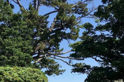 Connemara, Kylemore Abbey and Wild Atlantic Way tour from Galway