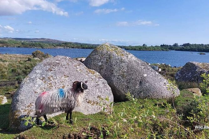Connemara Sheep Farm experience & Kylemore Abbey by Lux Limousine - Feeding lambs and watching sheepdogs work