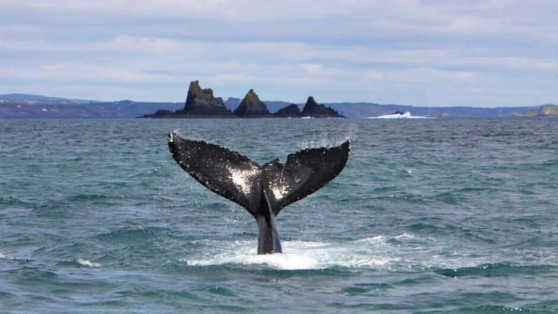 Cork: Fastnet Rock Lighthouse and Cape Clear Island Tour - A ferry ride through Roaring Water Bay