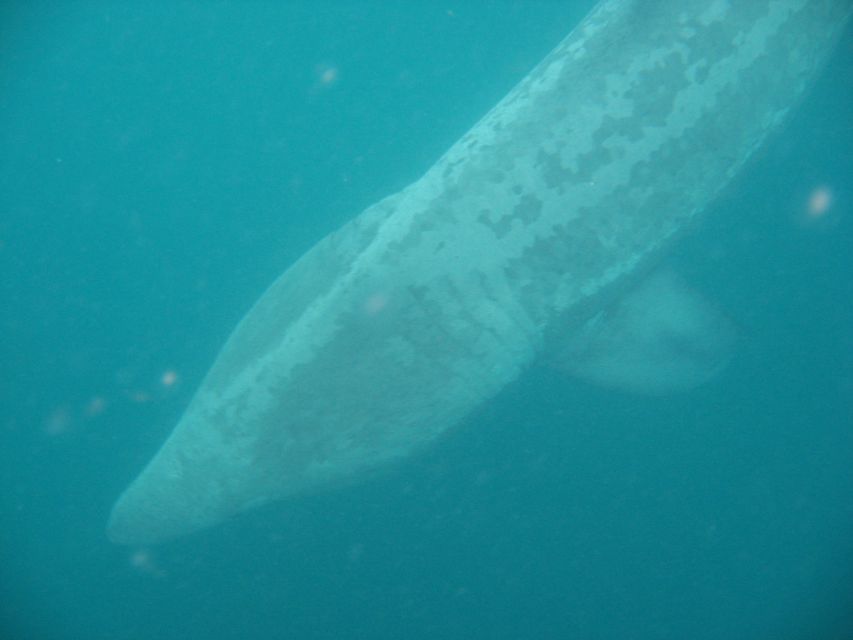County Cork: Whale & Dolphin Watching Boat Trip - Key things to know before boarding