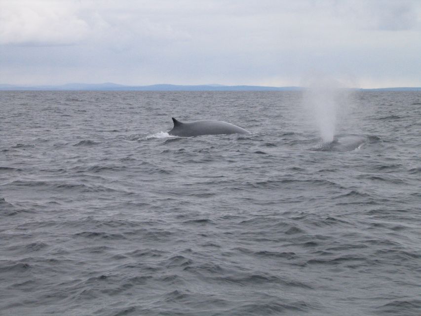 County Cork: Whale & Dolphin Watching Boat Trip - Should you book the Baltimore whale trip?