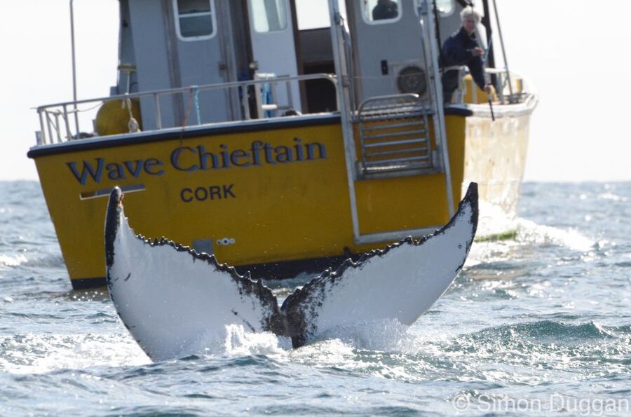 County Cork: Whale & Dolphin Watching Boat Trip - Leaving Baltimore on the Wave Chieftain