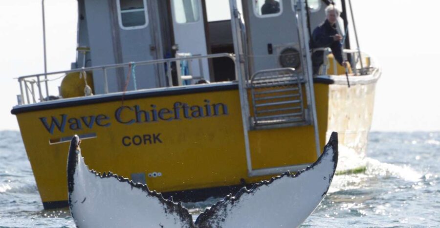 County Cork: Whale & Dolphin Watching Boat Trip - Why the seabirds matter