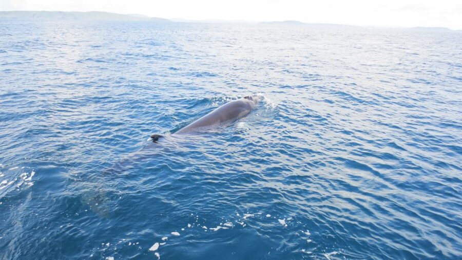 County Cork: Whale & Dolphin Watching Boat Trip - The coastline and offshore islands