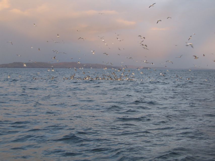 County Cork: Whale & Dolphin Watching Boat Trip - What the skipper adds