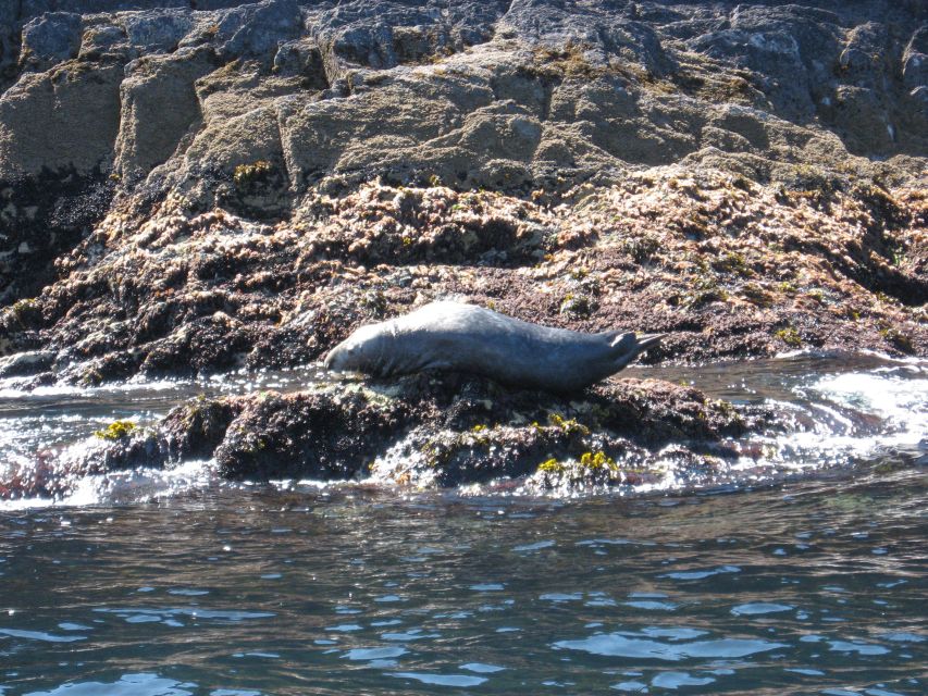 County Cork: Whale & Dolphin Watching Boat Trip - Is the $51 price fair?