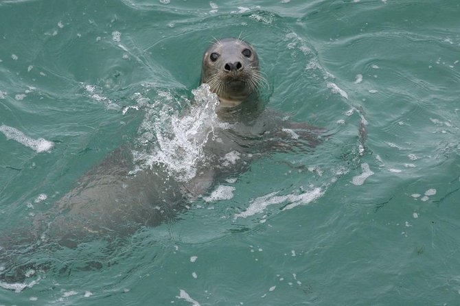 Dingle Boat Tours RIB Adventure Private - Around the Blasket Islands