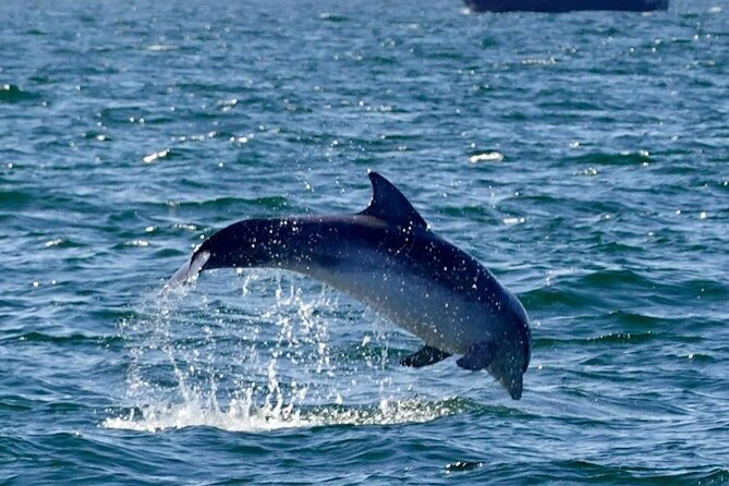 Dingle Boat Tours RIB Adventure Private - Seals, puffins, dolphins, and whales