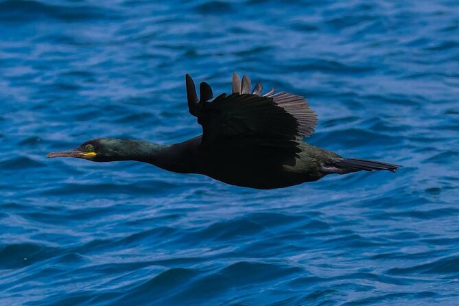 Dingle Boat Tours RIB Adventure Private - Who will enjoy this Dingle boat tour