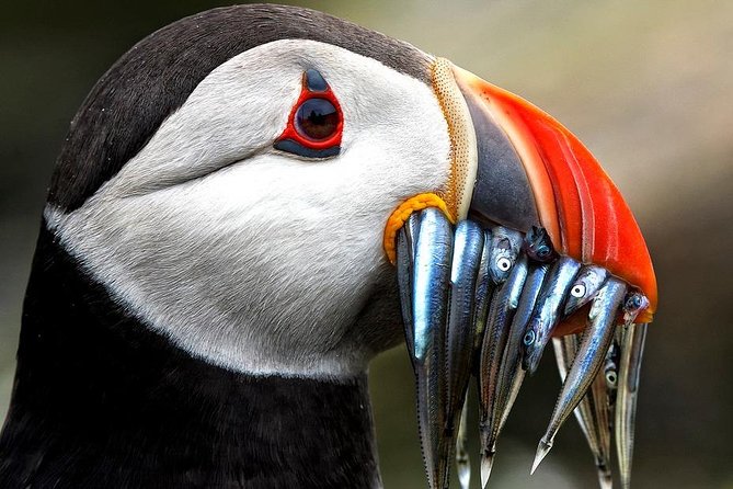 Dingle Boat Tours Wildlife RIB Adventure - From Dingle Marina to the Blasket Islands
