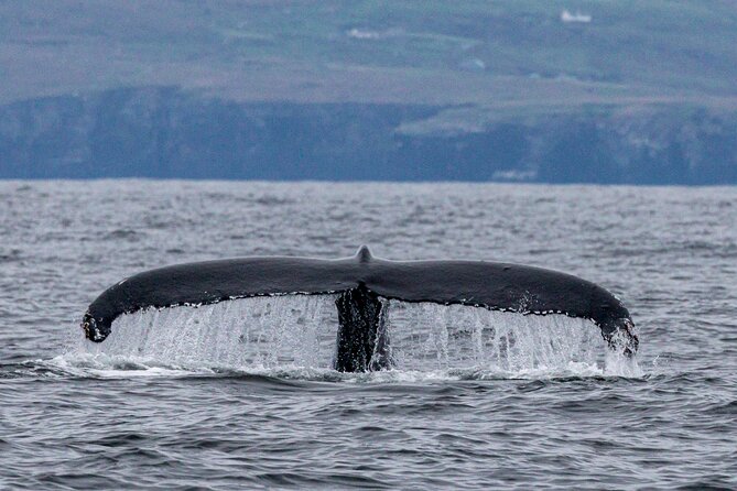 Dingle Boat Tours Wildlife RIB Adventure - Is the $108.84 price good value?