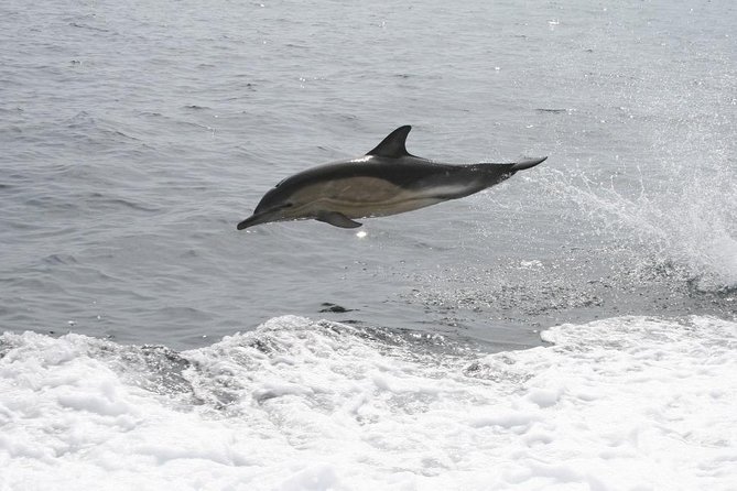 Dingle Boat Tours Wildlife RIB Adventure - Who will enjoy this boat tour most?