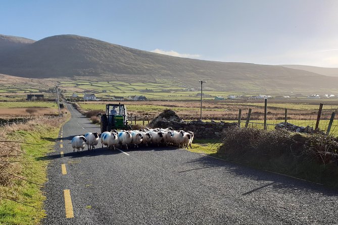 Dingle: Hour Slea Head Drive Tour 4hr - Personal Chauffeur Guide - What the guides add to the drive