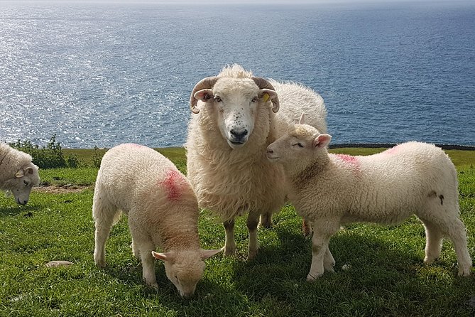 Dingle Peninsula and Slea Head Drive Group Tour - Slea Head Drive along the Wild Atlantic