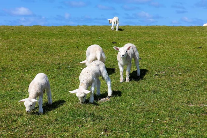 Dingle Peninsula & Slea Head Drive: Tour from Killarney - Inch Beach and the first Atlantic views