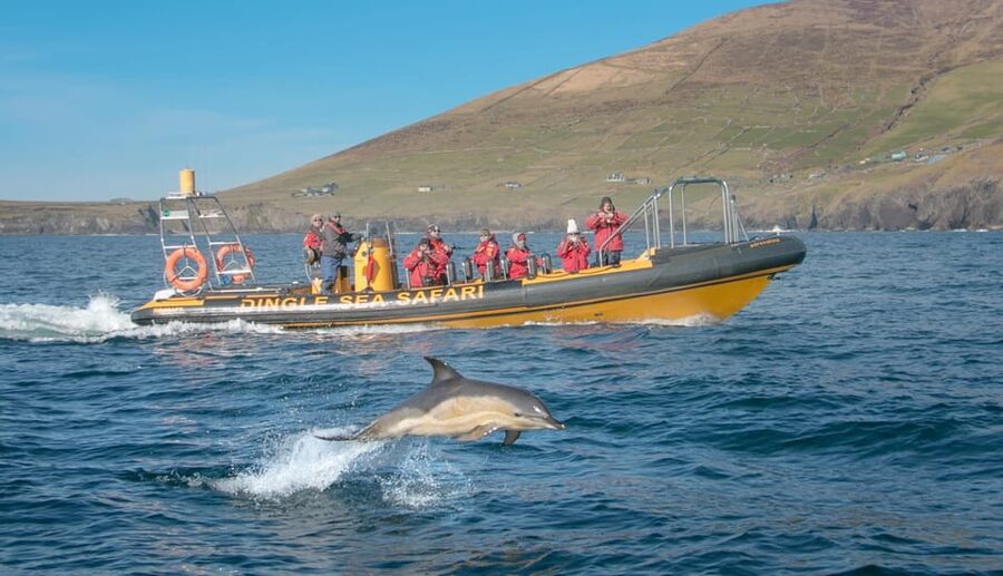 Dingle: Sea Safari by RIB Boat - Key points before you book