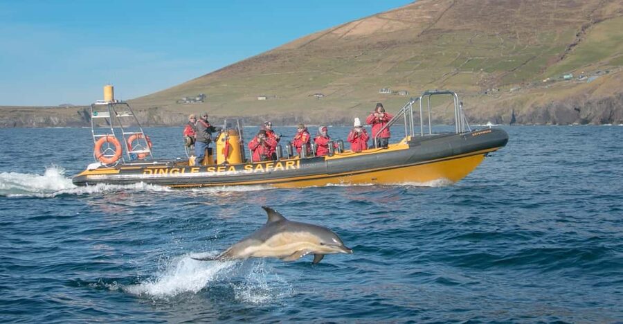 Dingle: Sea Safari by RIB Boat - Racing out across Dingle Bay