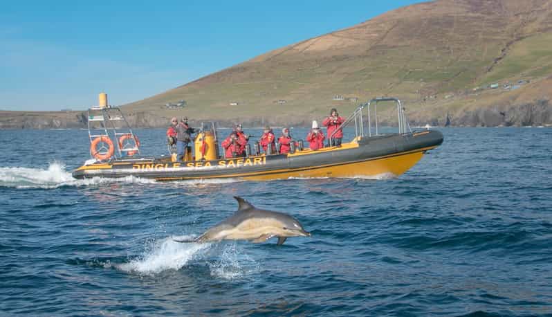 Dingle: Sea Safari by RIB Boat - The guides make a big difference