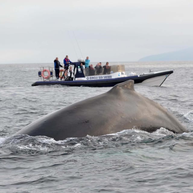 Dingle: Sea Safari by RIB Boat - Is the $125 price good value?
