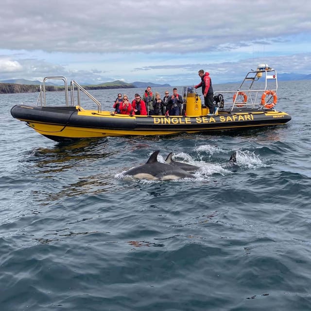Dingle: Sea Safari by RIB Boat - Should you book the Dingle Sea Safari?