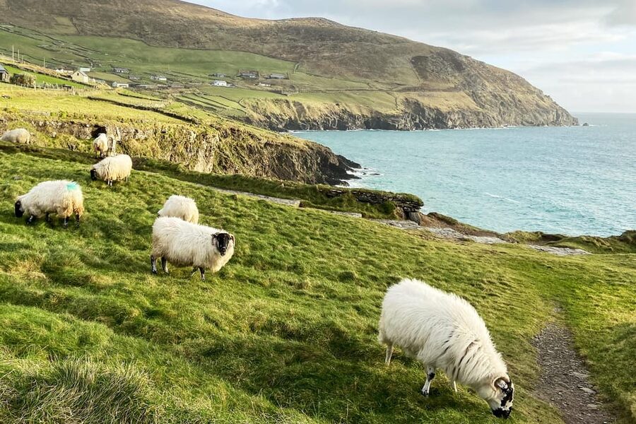 Dingle: Slea Head Photo And Sightseeing Tour - Price, group size, and comfort