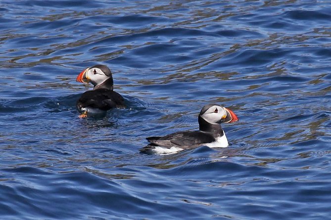 Dolphin and Whale Watching Tour from Dingle - Key things to know before you book