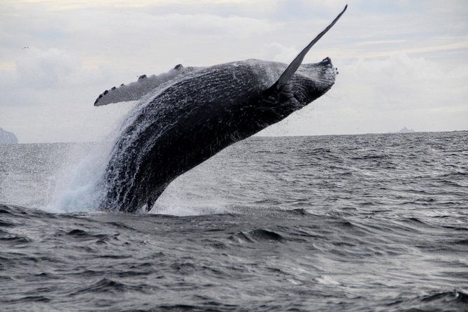 Dolphin and Whale Watching Tour from Dingle - Timing, weather, and cancellation rules
